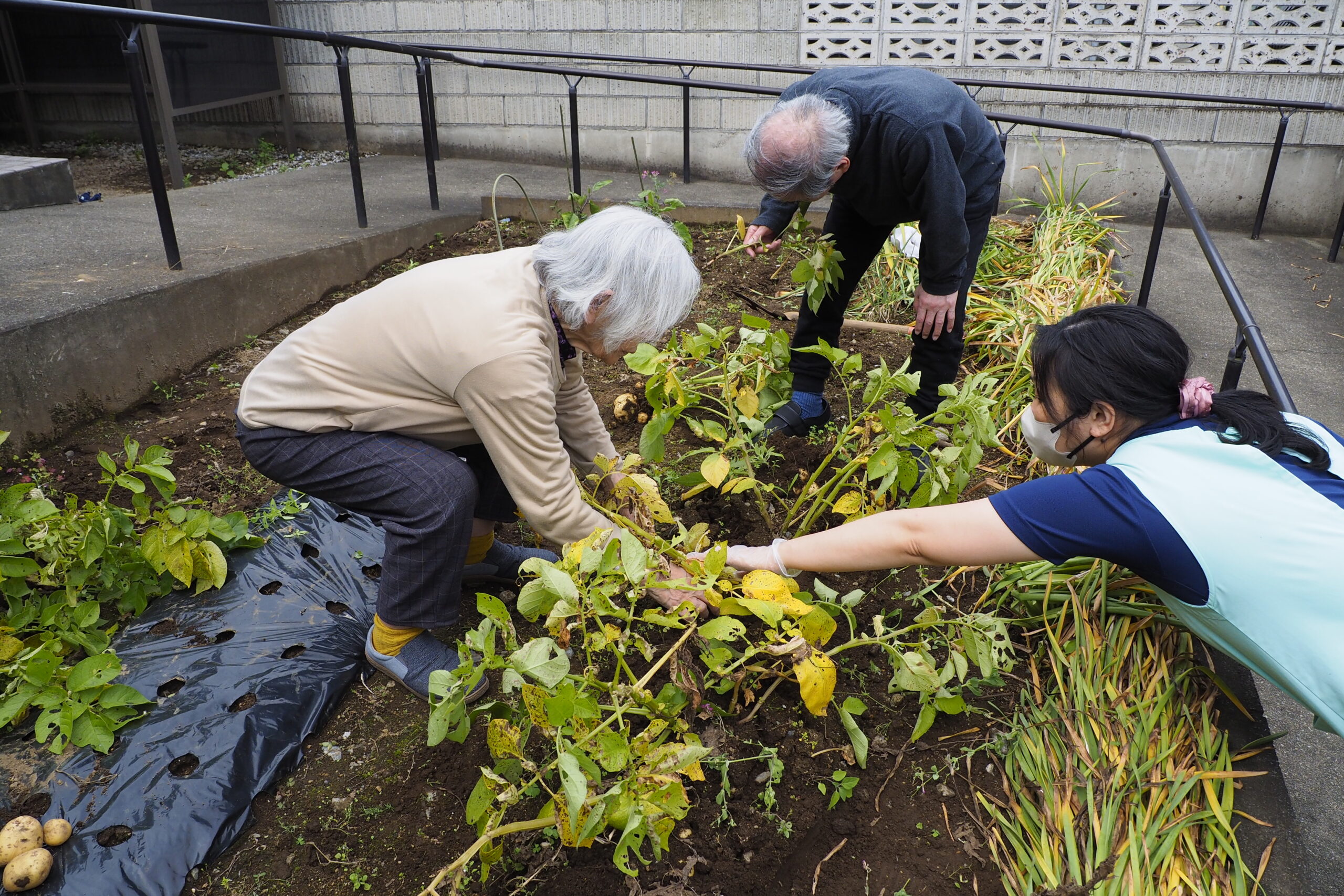 畑仕事で味わう季節の恵み